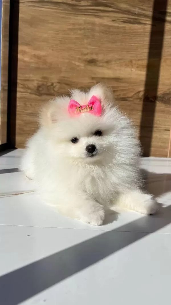 Pomeranian Boo Yavru Köpeği