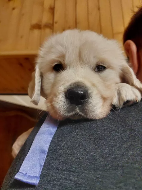 Golden Retriever Yavrular İstenirse Kapınıza Teslim