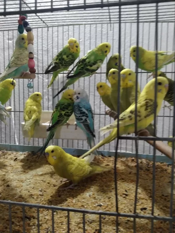 Her Renk Her Tür Muhabbet Kuşu Vardır