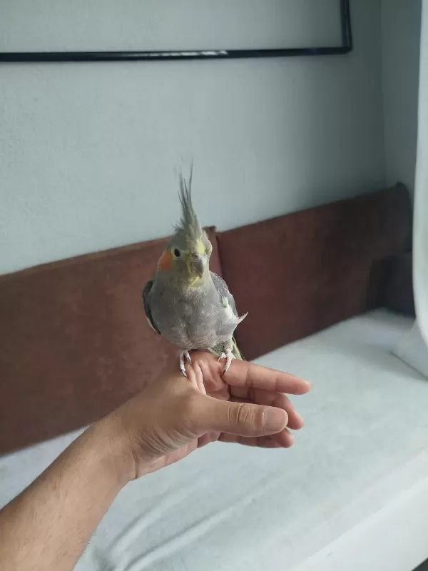 Acil Satılık Sultan Papağanı