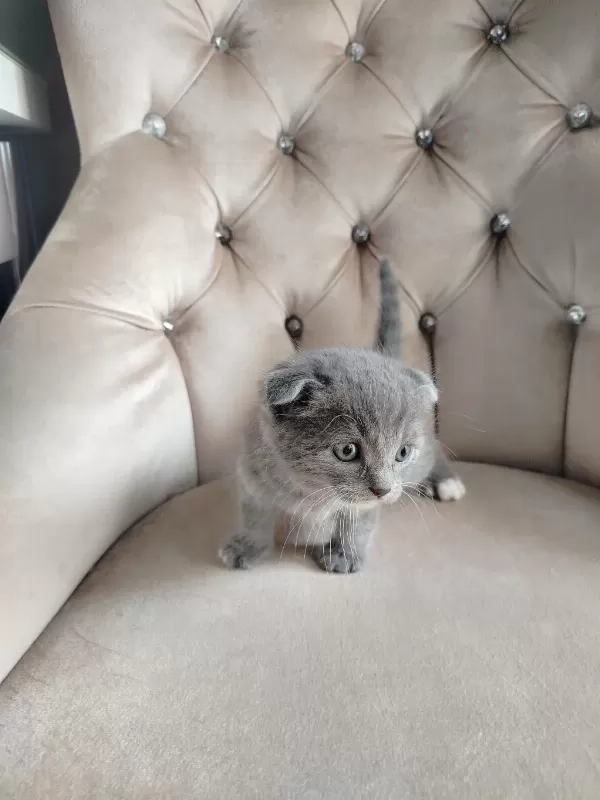 Mama Karşılığında Sahiplendirilecek Scottish Fold