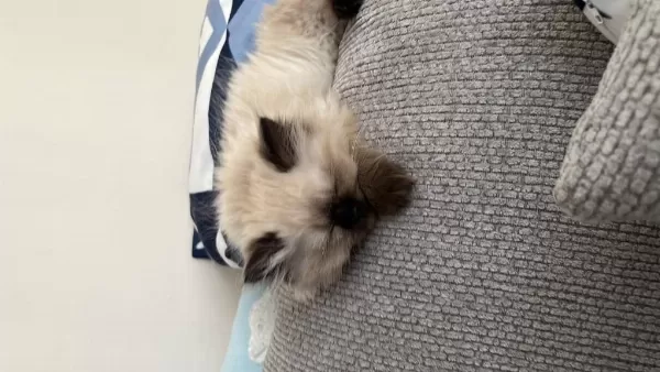 British Longhair Prensesim