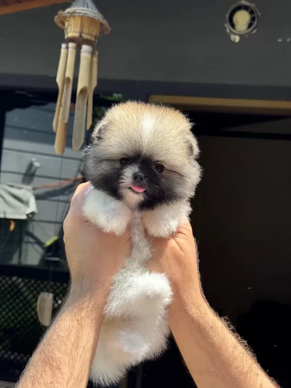 Pomeranian Yavru Köpekler