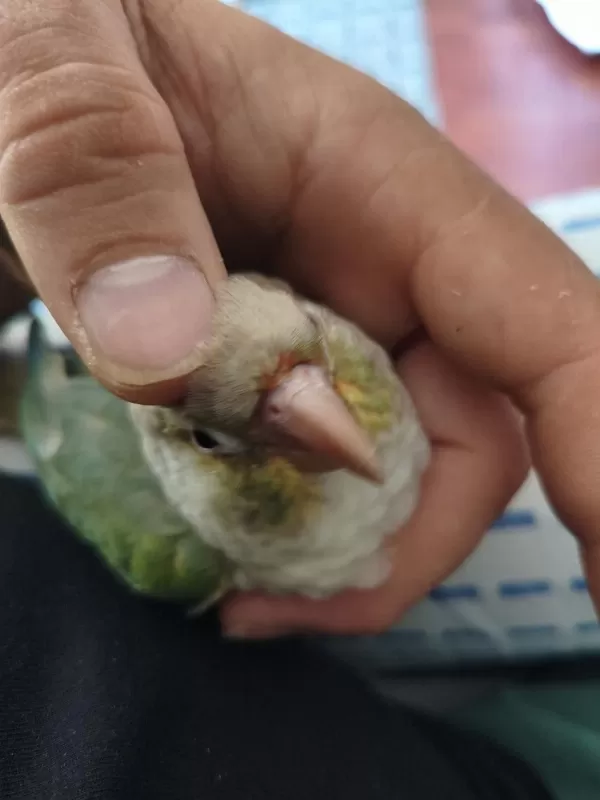 Konur Papağanı El Besleme