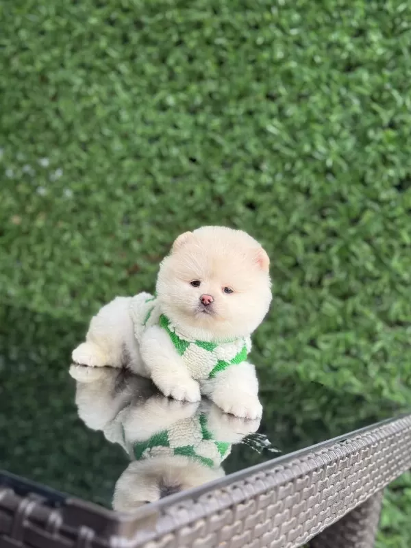 Sağlik Ve İrk Garantili Pomeranian Köpekler