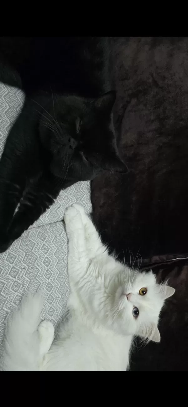 2 Yaşındaki Kedimiz Takip Koşulu Sahiplendirilecektir