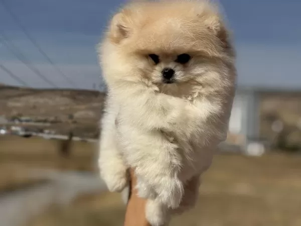 Petmode Köpek Çiftliğinden Teddy Face Pomeranian