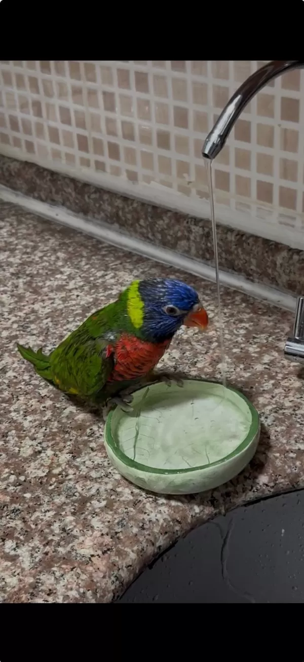 Lori Konuşur Şarkı Söyler Oyuncu Erkek