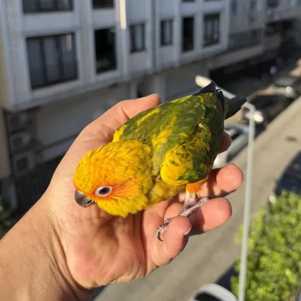 Yavru Güneş Konur Papağani