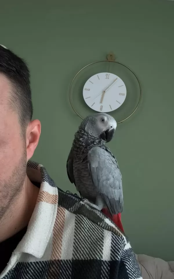 Sağlıklı Erkek Jako Papağanı
