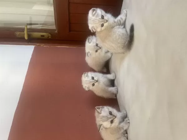 Scottish Fold Yavrulari