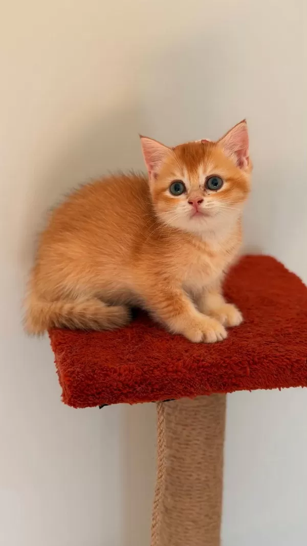 Altın Sarısı Golden British Shorthair Kızım