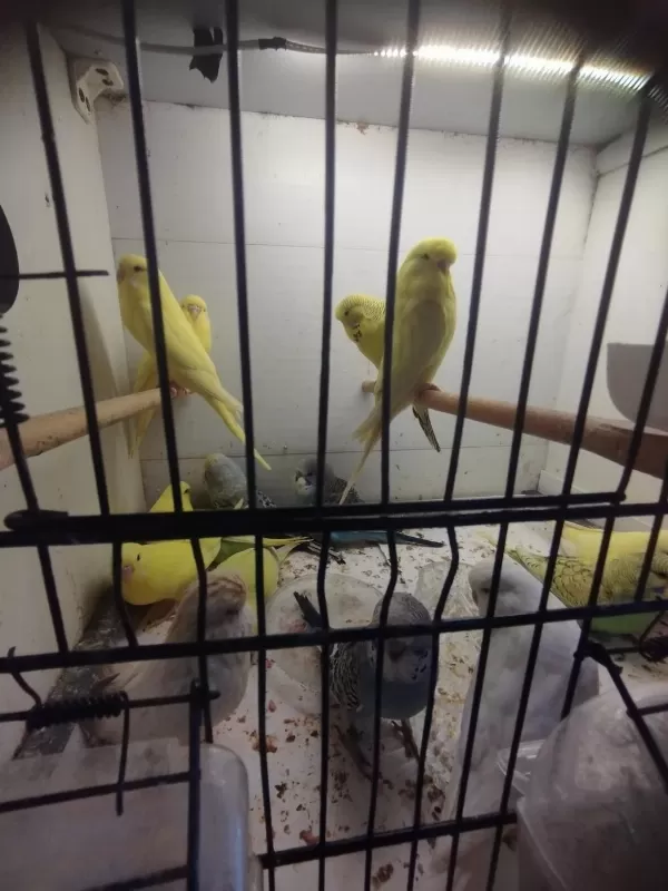 Jumbo Ve Jumbo Kırığı Muhabbet Kuşu Yavrular