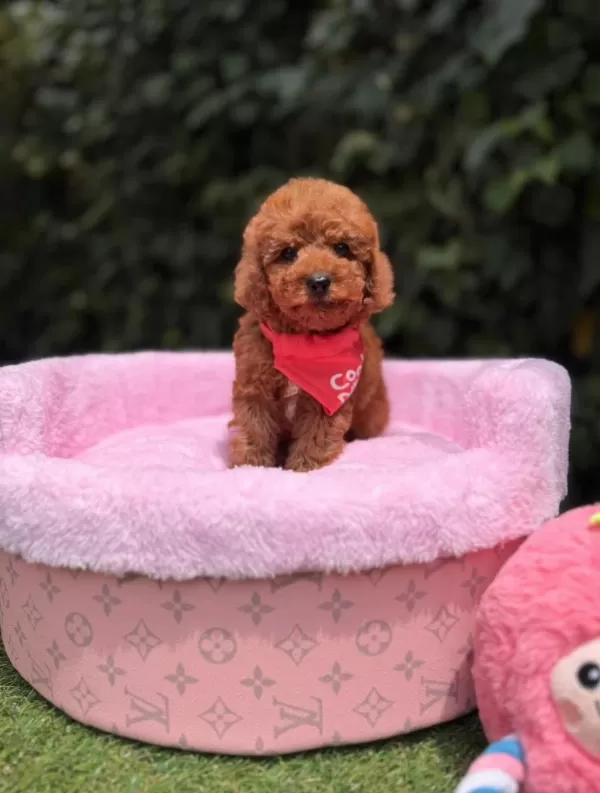 Orjinal Toy Poodle Yavruları