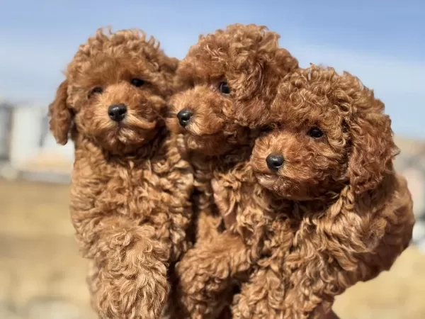 Ankaranın En Güzel Toy Poodle Yavruları Ziyarete Açık