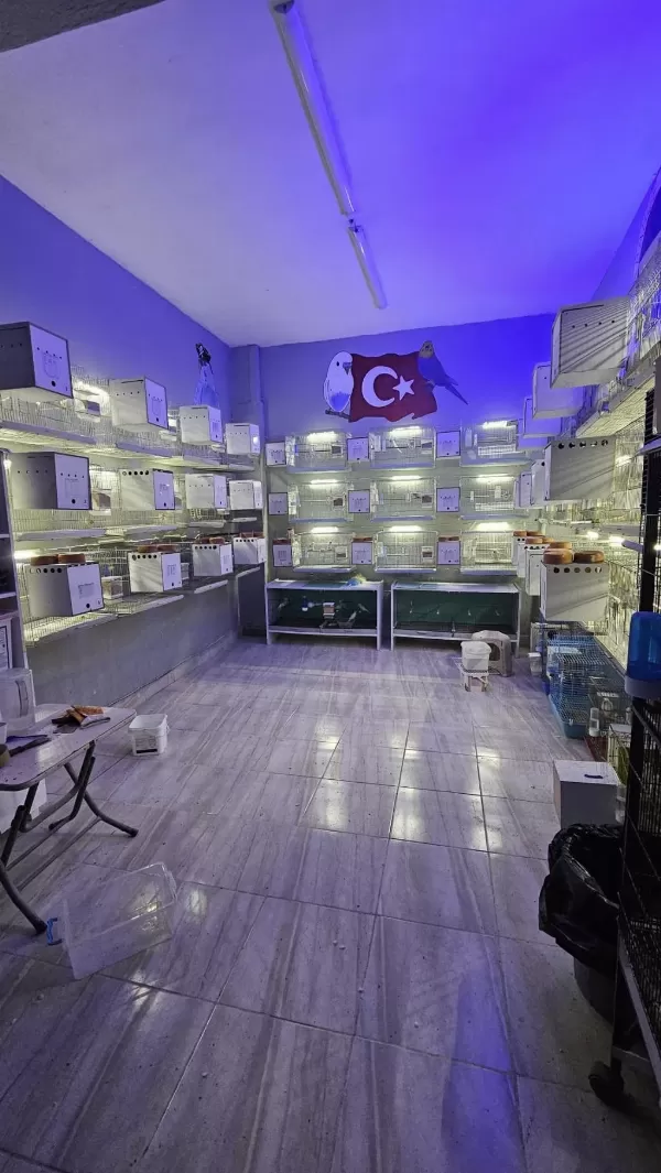 Rengarenk Çek Ve Üst Vasif Rainbow Muhabbet Kuşlar