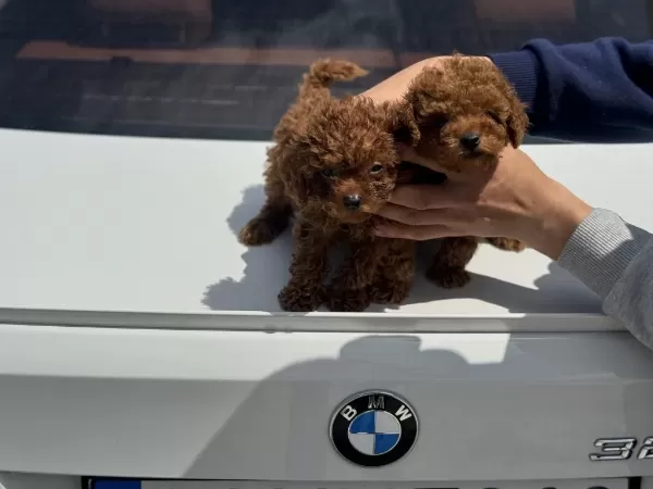 Ankaranın En Kaliteli Kore Toy Poodle Yavruları