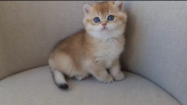 Dişi Golden British Shorthair