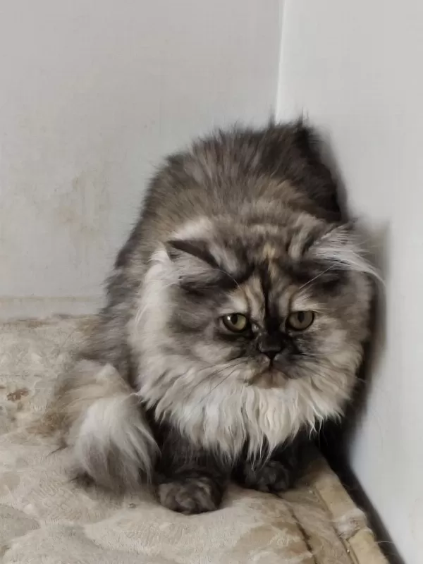 Sağlıklı Chinchilla Kediler
