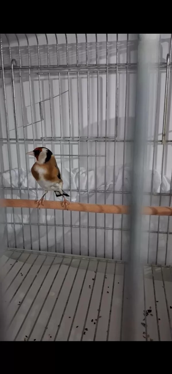 Harika Erkek Saka Kuşu