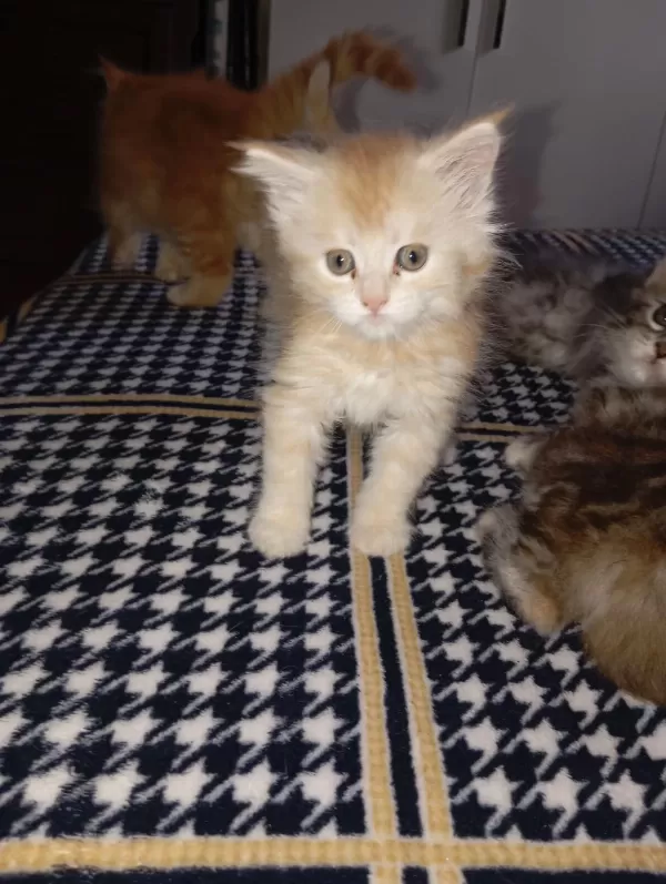 Rus Kanı Maine Coon Yavrular