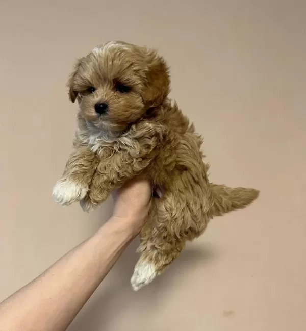 Özel Maltipoo Yavrulari