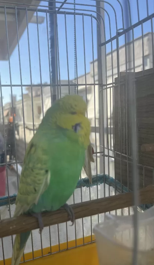 Show Erkek Muhabbet Kuşu