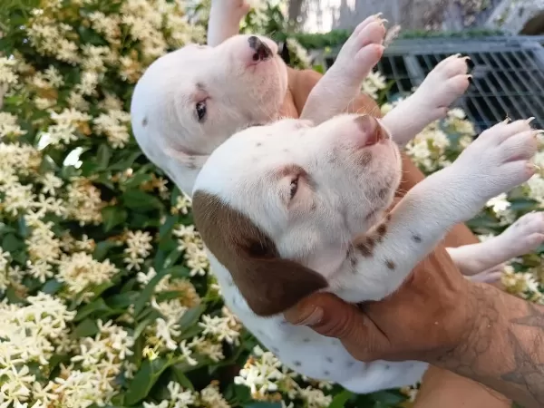 Dalmaçyali Yavru Köpeklerimiz