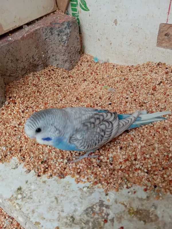 Sağlıklı Muhabbet Kuşları