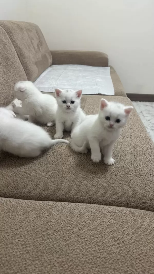 Sağlıklı Scottish Fold