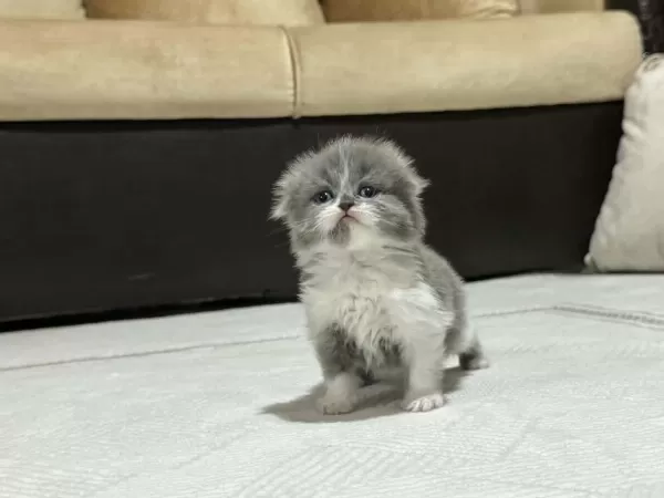 British Longhair Ve Shorthair