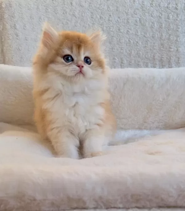 Blh 2 Aylık Erkek British Longhair