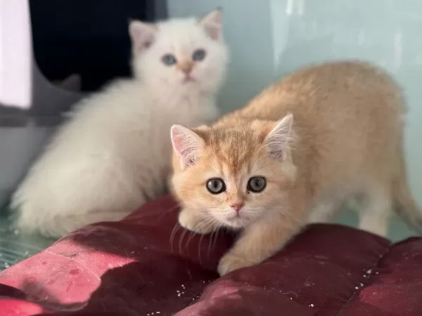 En Güzel Beyaz Mavi Gözlü British Shorthair Yavrular