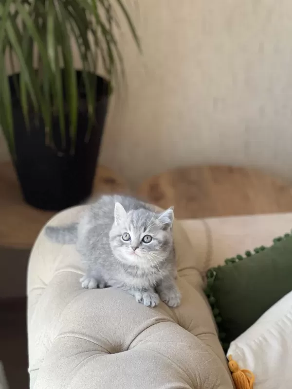 Ayi Surat British Shorthair Yavrum