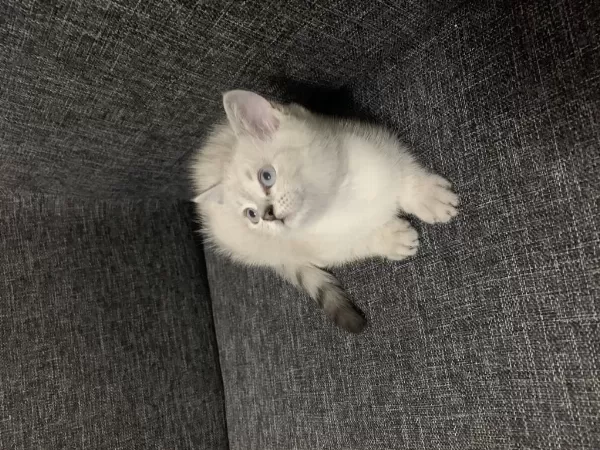 Arkadaş Canlısı Oyuncu Show Kalite British Shorthair