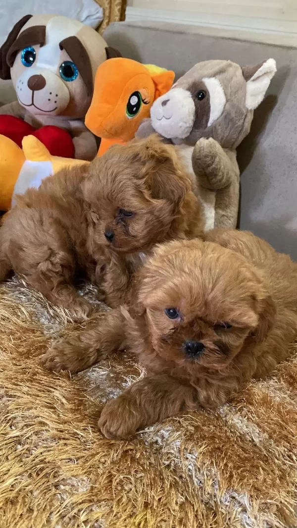 Yasal Ruhsatlı Çiftlikde Ziyarete Açık Maltipoo