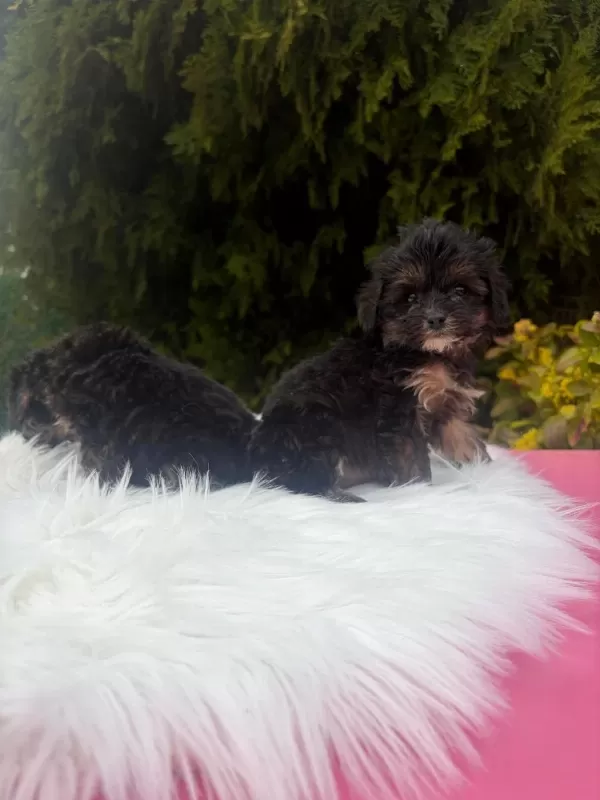 A++ Maltipoo Yavrular 81 İle Gönderim Var