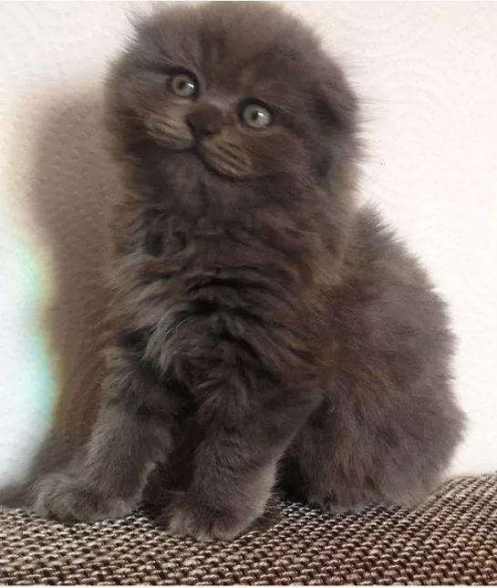 Scottish Fold Yavrularımız Evinizin Neşesi Olacaktır