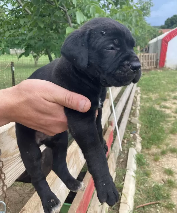 Siyah Panter Cane Corso Bebişler