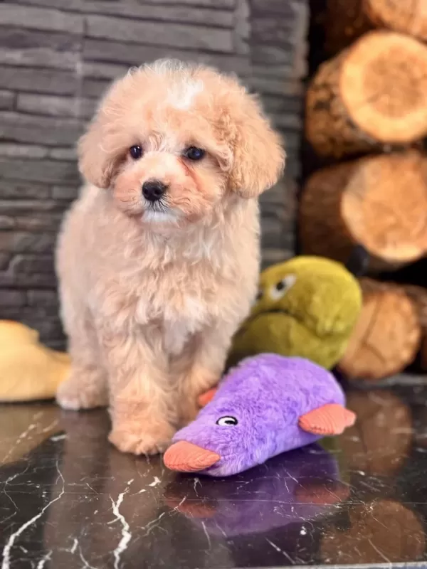 Akıllı Ve Tüy Dökmeyen Karakteriyle Maltipoo Yavrusu