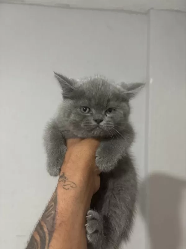 British Shorthair Yavrular İrk Garantili