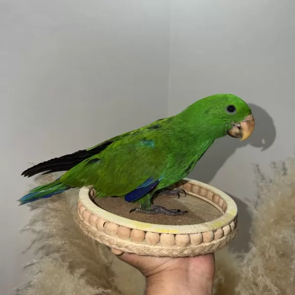 Eclectus Papağani Yavru