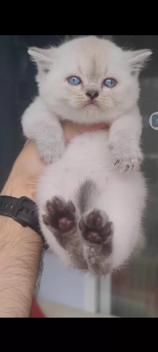 British Shorthair Kedisi