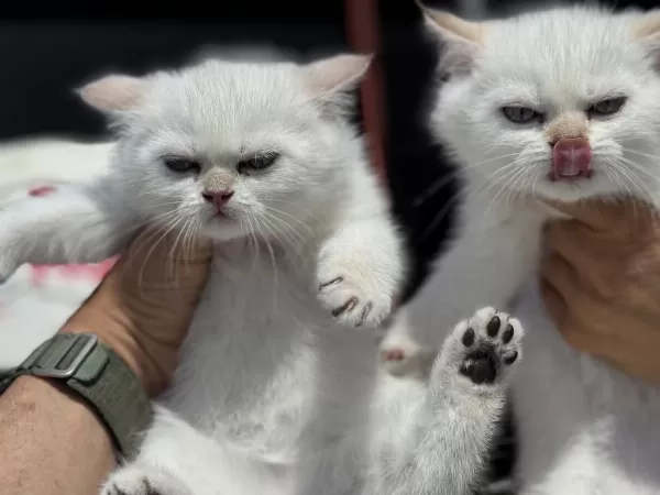 Ankarada Ziyarete Açık British Shorthair Ve Longhair