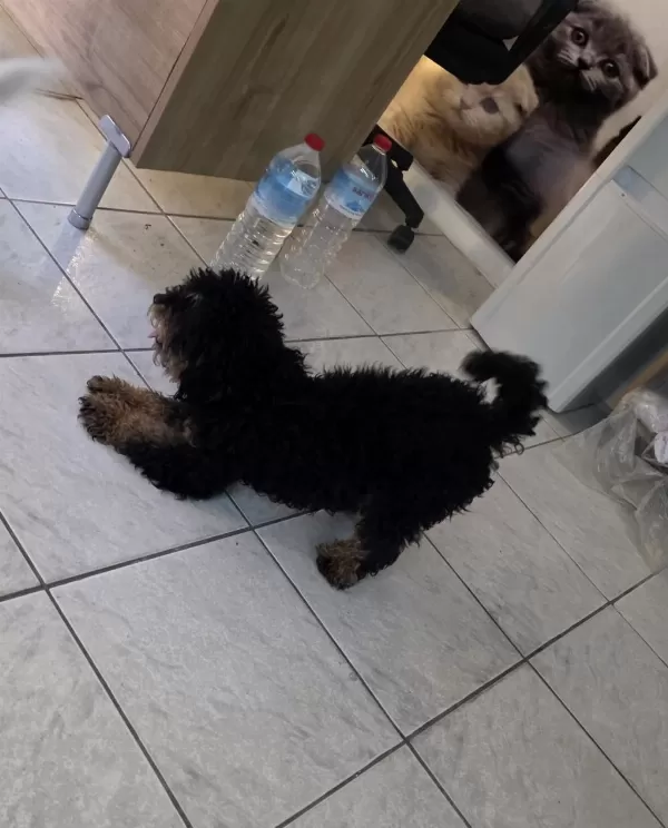 9 Aylik Dişi Çok Özel Toy Poodle