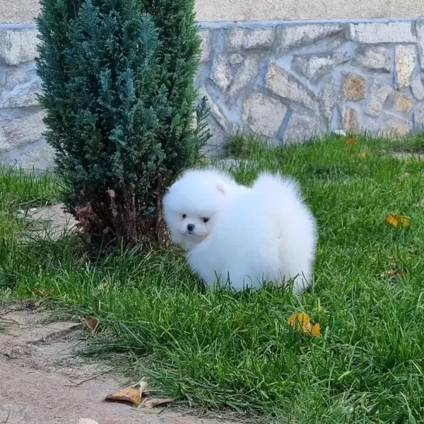 Pomeranian Boo Güzel Yavrular