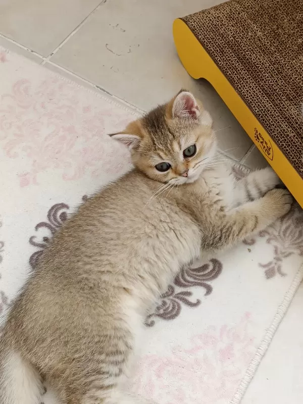 British Shorthair Ny 11 Golden