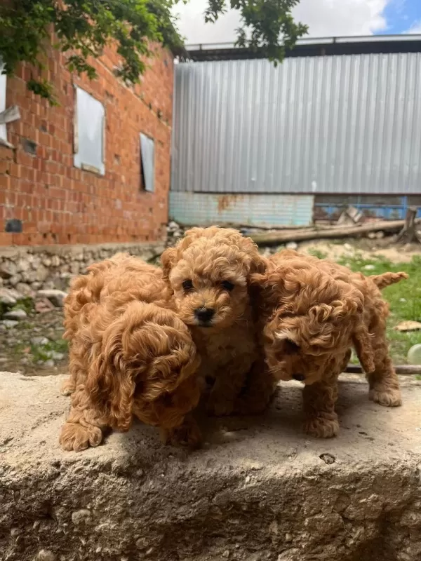 Safkan Dünya Tatlısı Red Toy Poodle Yavrular