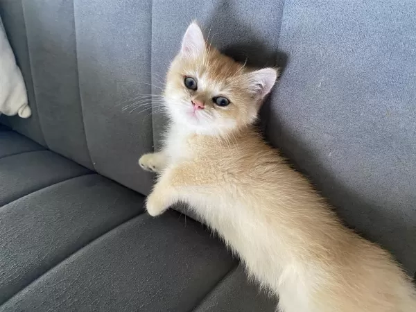 Ny12 Dişi British Shorthair Bebekler