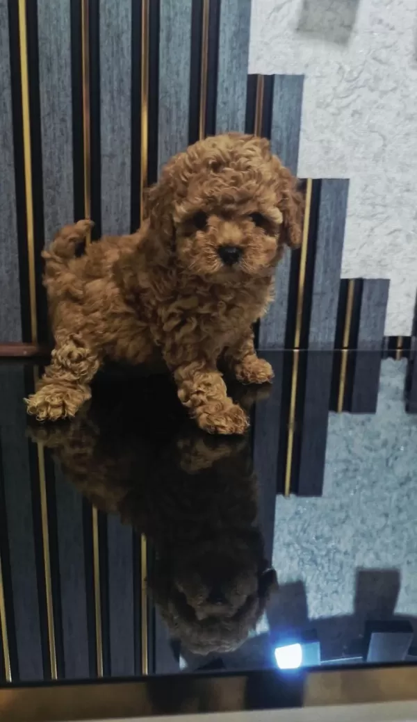 Küçük Boy Toy Poodle Değerlendirmeden Geçmeyin